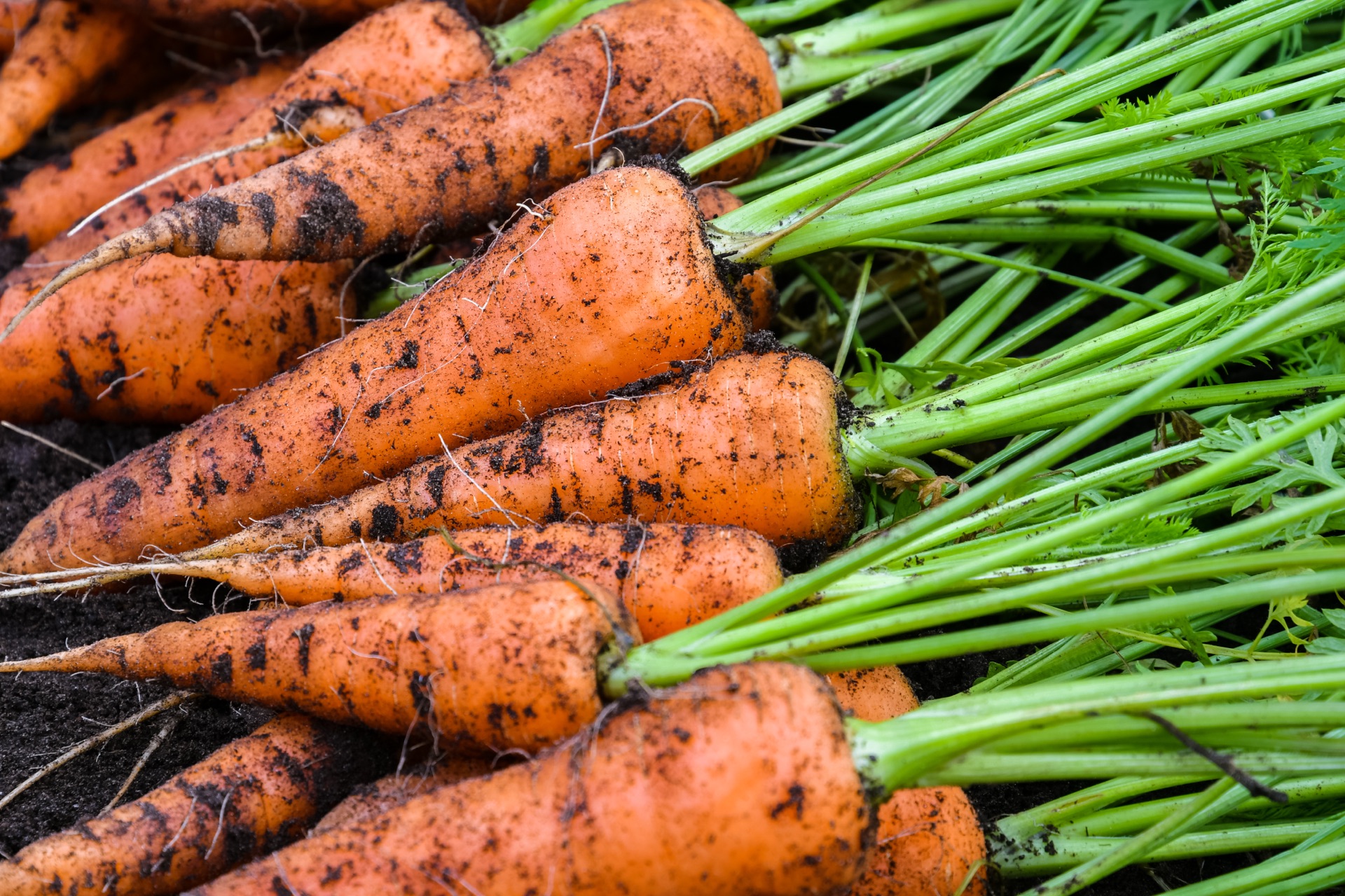 Carrot harvest