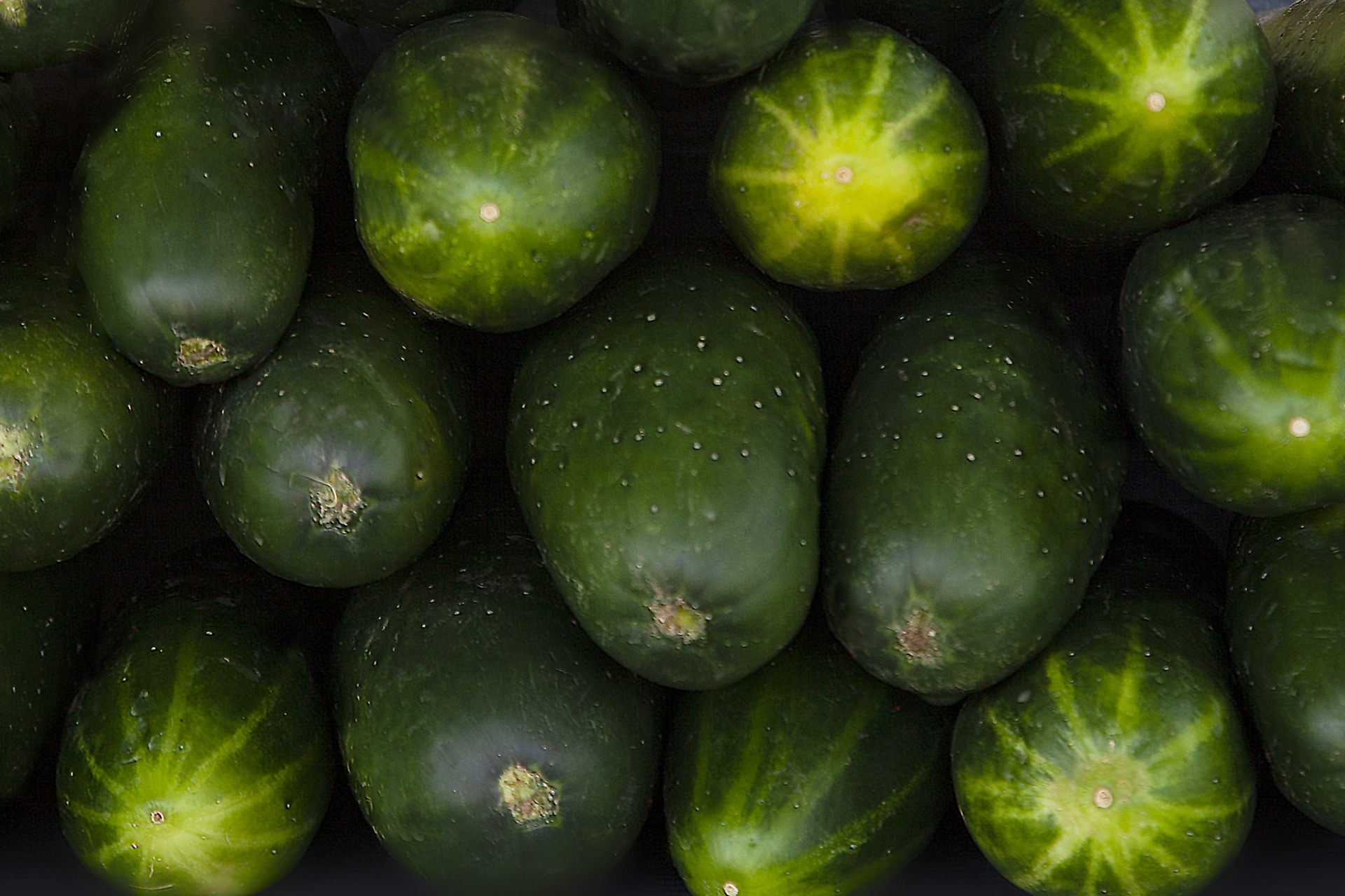 Cucumber grown in Plateau highlands