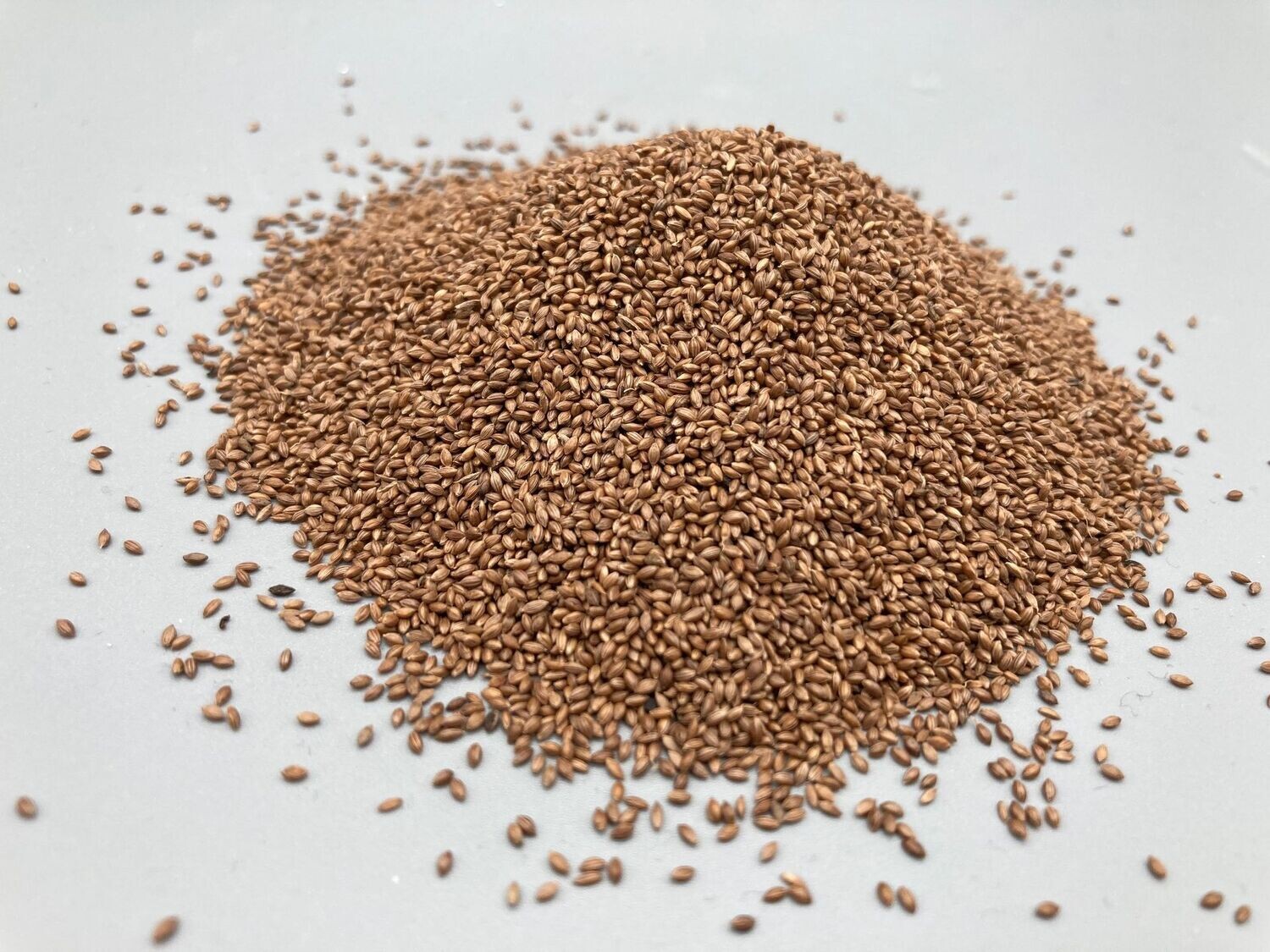 Acha fonio grain