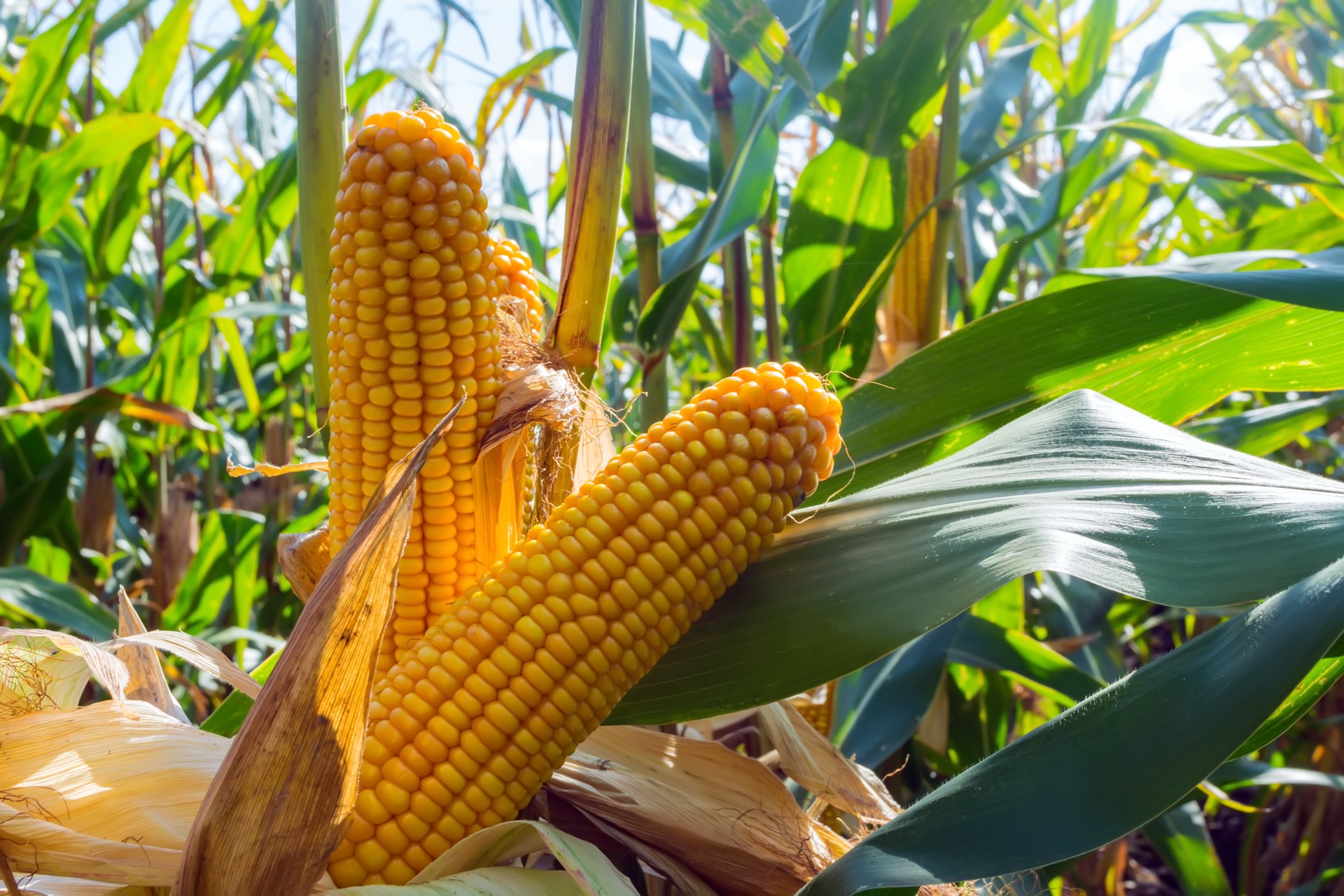 Maize crop