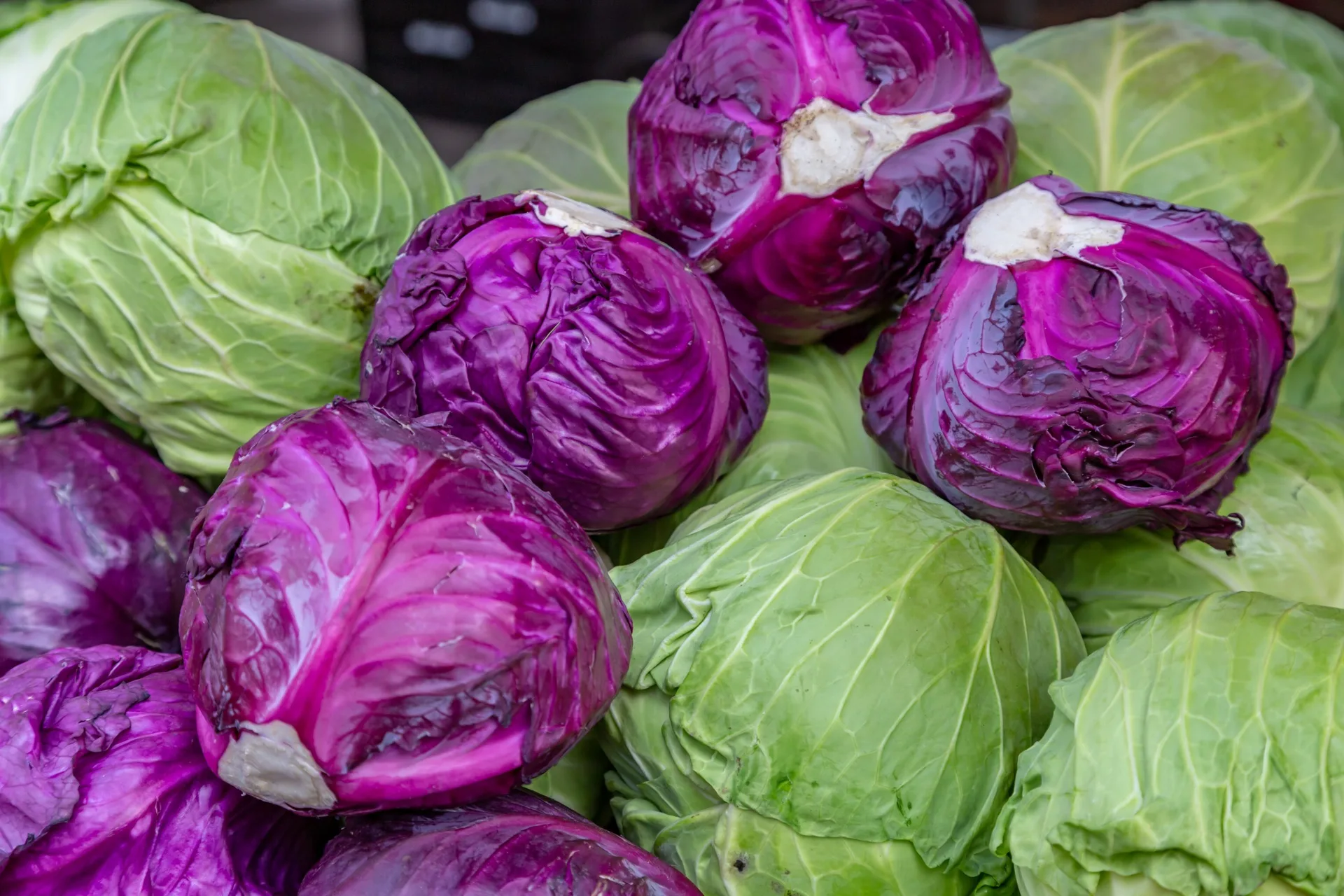 Purple cabbage