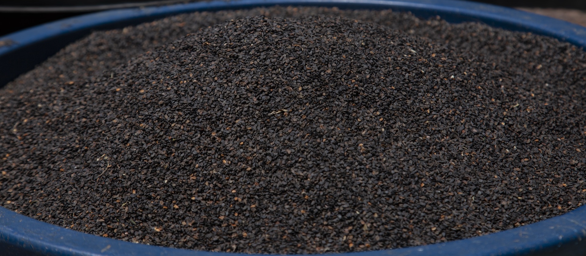 Sesame seeds