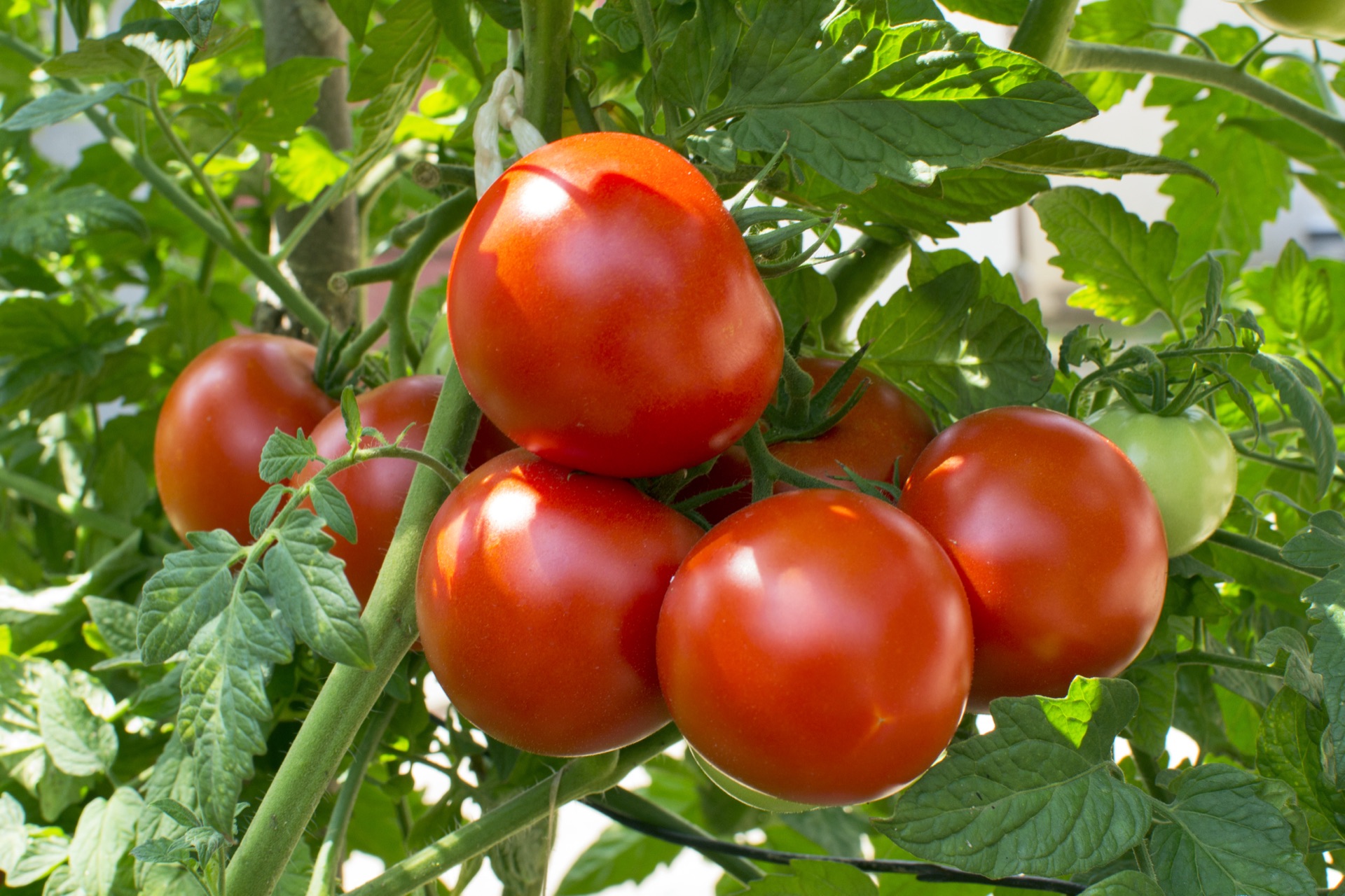 Tomatoes harvested in Plateau State