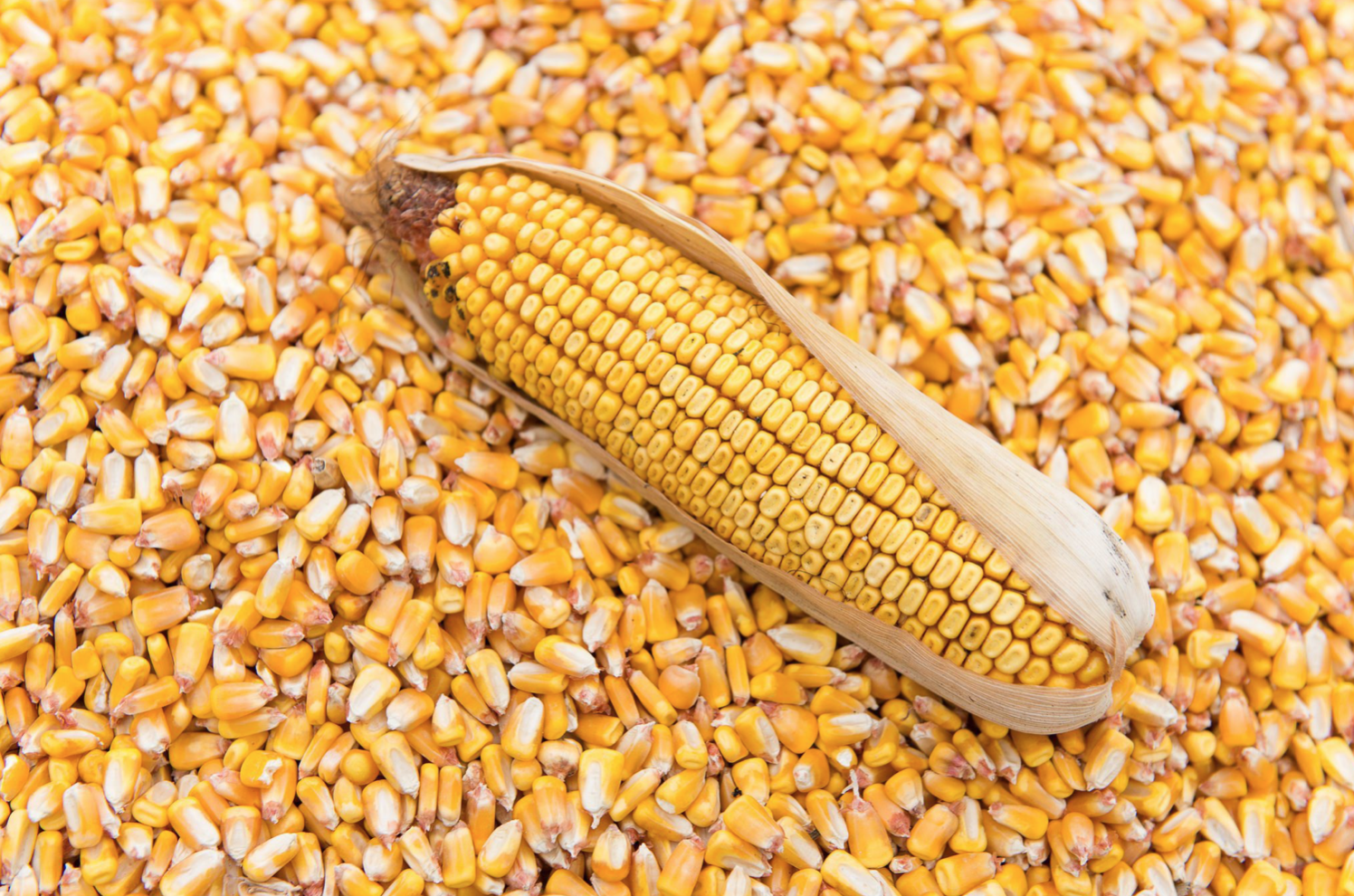 Grain crops including soybean and sorghum